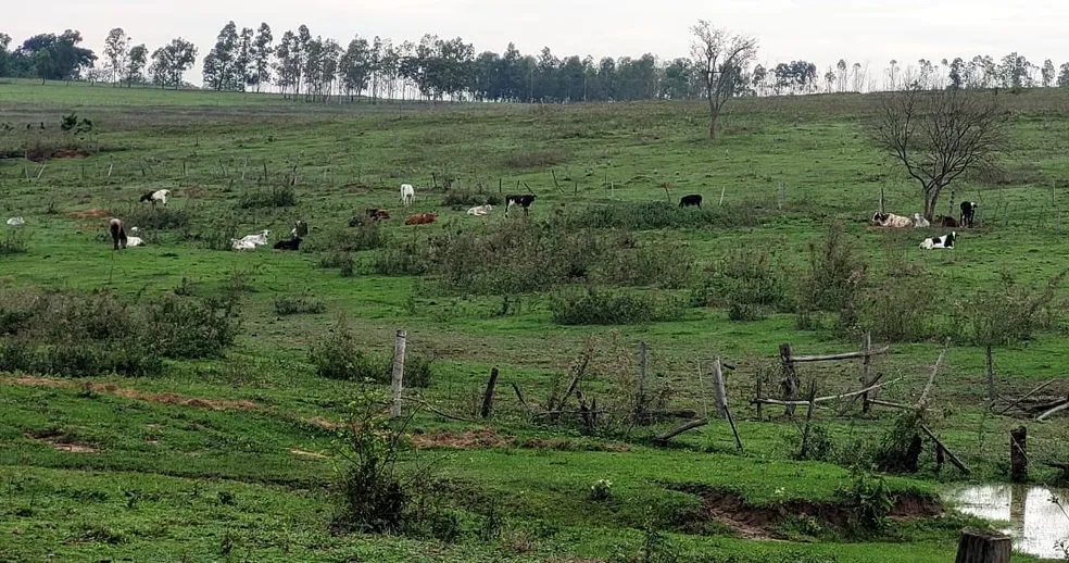 Pastoreio de bovino em área de reserva gera multa de 32 mil a fazendeiro