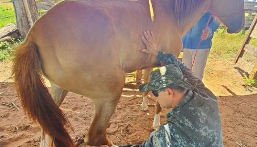 Sitiante de Rosana é multado em r$3 mil por maus tratos em equino