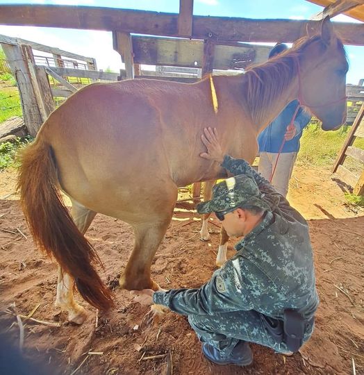 Sitiante de Rosana é multado em r$3 mil por maus tratos em equino