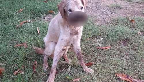 Homem abandona cachorro e acaba autuado por maus-tratos em Rosana