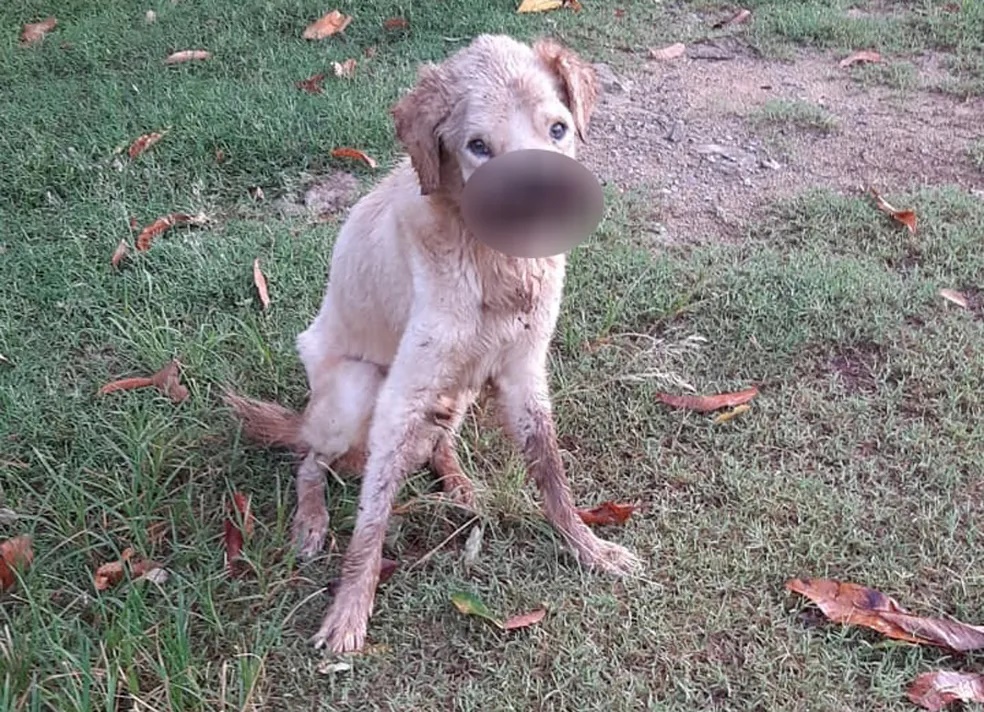 Homem abandona cachorro e acaba autuado por maus-tratos em Rosana