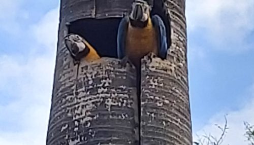 SAAMA instala ninhos artificiais para possibilitar reprodução das araras