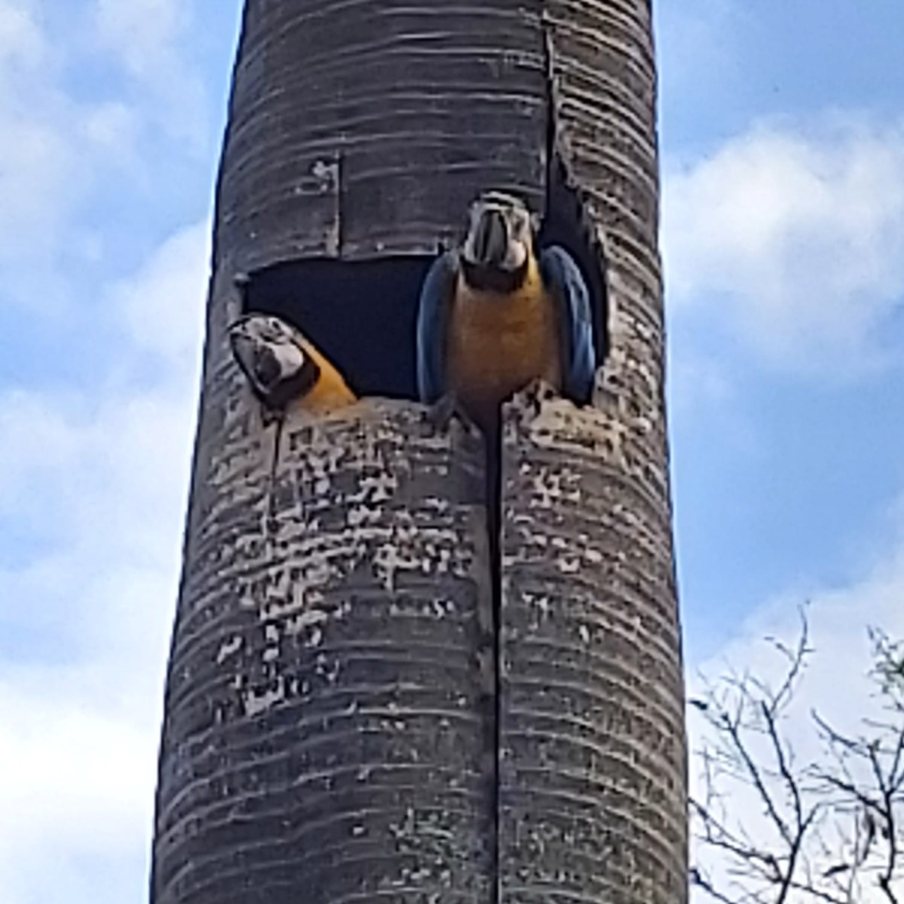 SAAMA instala ninhos artificiais para possibilitar reprodução das araras