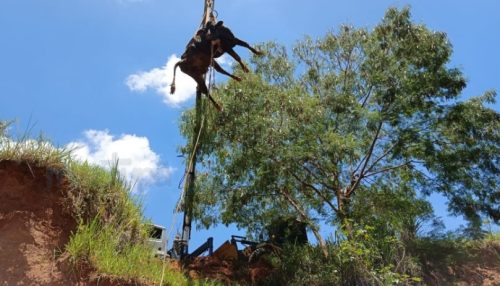 Vaca é resgatada após cair em ribanceira de quase 10 metros em Tupã