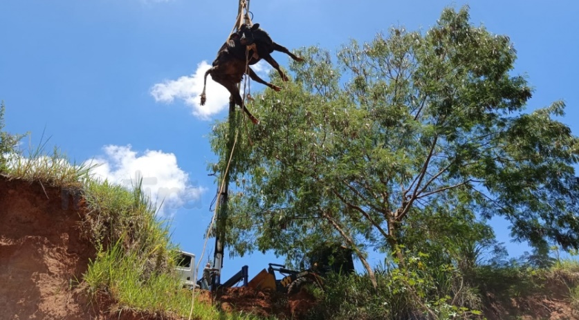 Vaca é resgatada após cair em ribanceira de quase 10 metros em Tupã