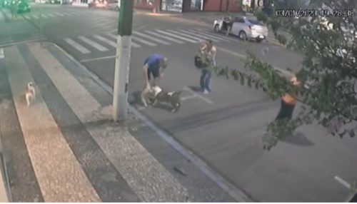 Pitbull solto ataca cadela no centro de Adamantina; animal morre