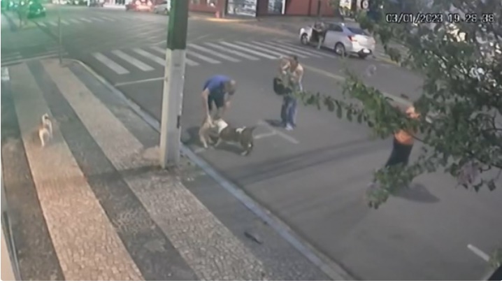 Pitbull solto ataca cadela no centro de Adamantina; animal morre