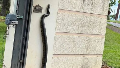 Uma sucuri de cerca de 5 metros foi resgatada pela Polícia Ambiental, em Itápolis (SP)