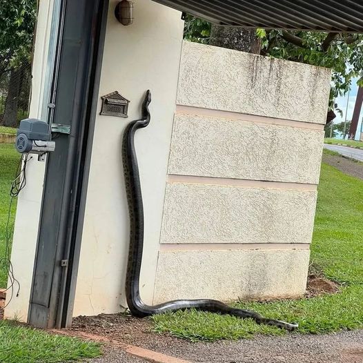 Uma sucuri de cerca de 5 metros foi resgatada pela Polícia Ambiental, em Itápolis (SP)