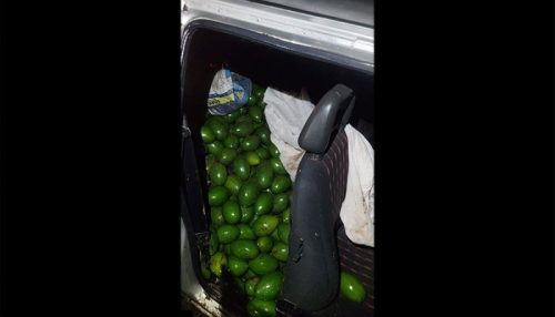 PM apreende veículo com 300 kg de abacates furtados em Arco-Iris