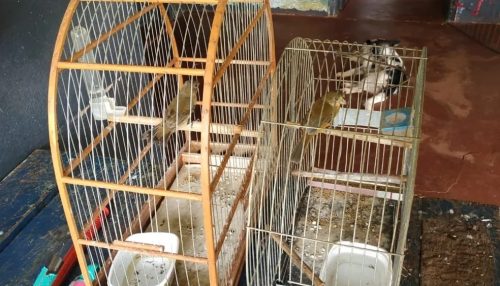 Em Tupi Paulista, homem é autuado em R$ 1 mil por manter aves silvestres em cativeiro
