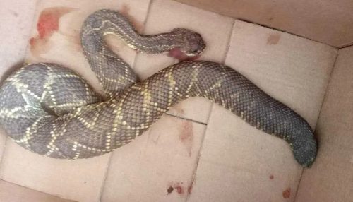 Em Regente Feijó, mulher de 37 anos é hospitalizada após levar mordida de cobra cascavel