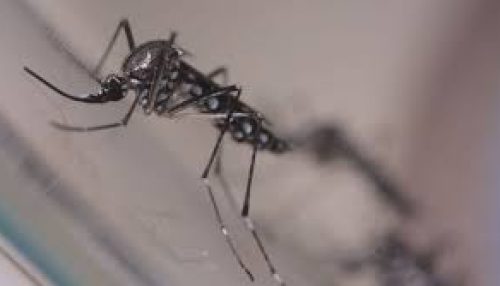 Adamantina confirma mais de 50 casos de dengue