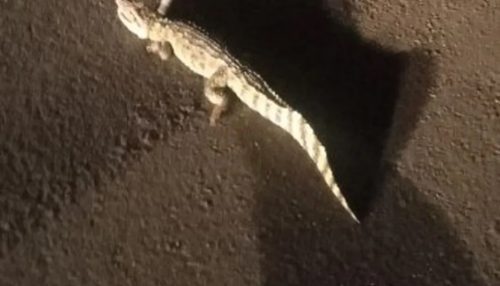 Em Flórida Paulista, Jacaré-anão é resgatado às margens da Rodovia Comandante João Ribeiro de Barros