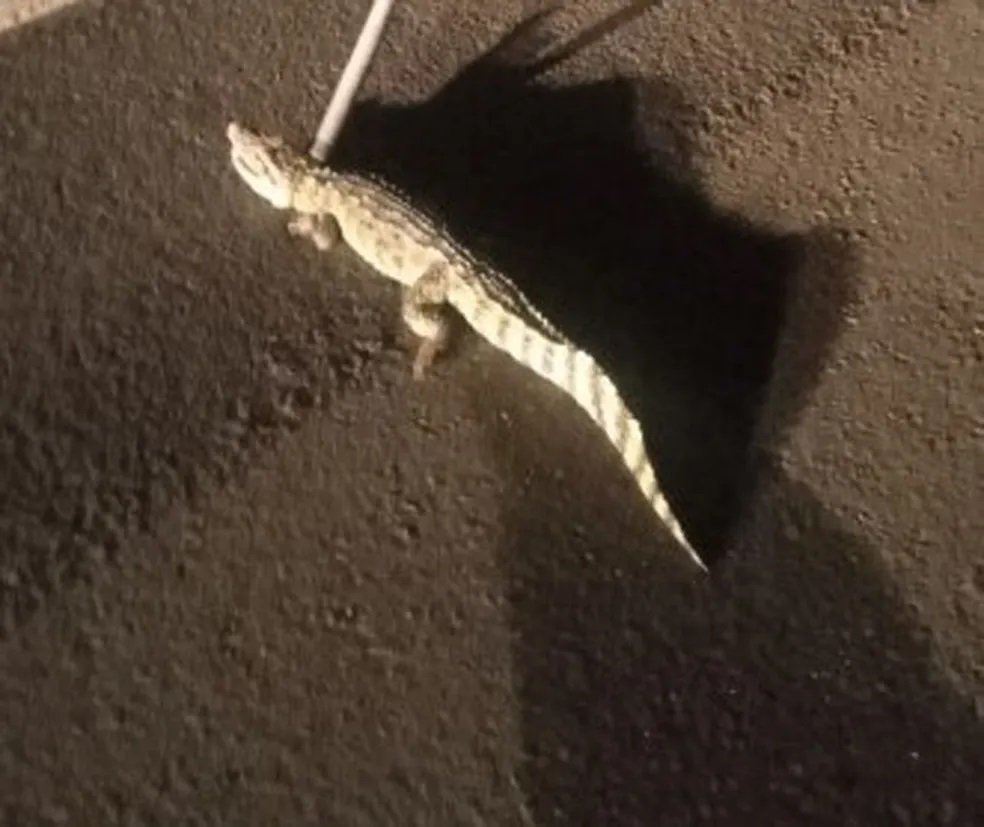 Em Flórida Paulista, Jacaré-anão é resgatado às margens da Rodovia Comandante João Ribeiro de Barros