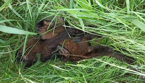 Dois macacos-prego são resgatados com ferimentos, em Presidente Venceslau