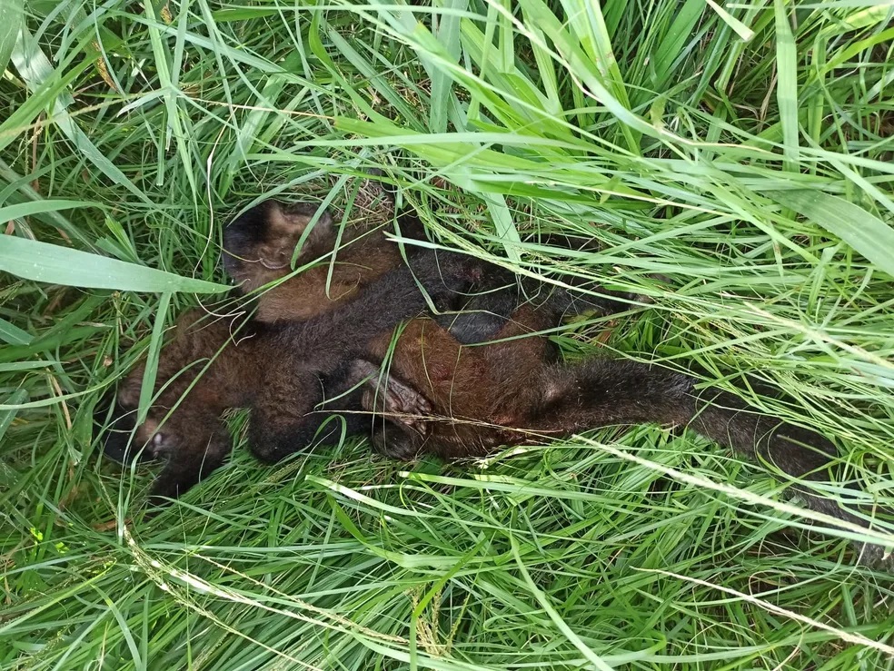 Dois macacos-prego são resgatados com ferimentos, em Presidente Venceslau