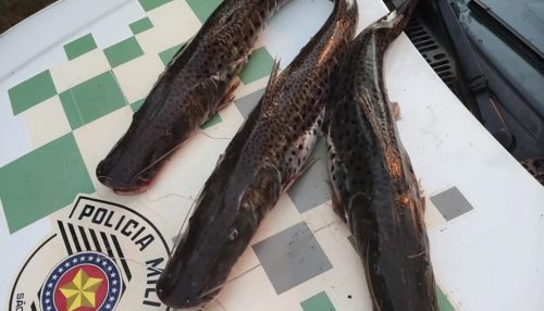 Com 6,5 kg de peixes, dois homens são multados em R$ 4,5 mil por pesca predatória, em Lucélia