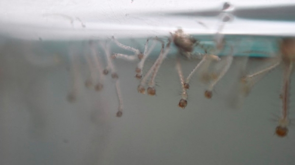 Prefeitura de Adamantina investiga dois óbitos que podem ter tido dengue como causa