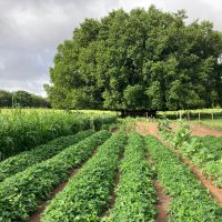 Campo Agrotecnológico UniFAI (14)