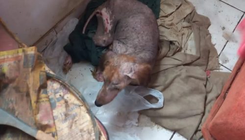 Homem é multado em R$ 3 mil e ainda responderá criminalmente por maus-tratos a cadela