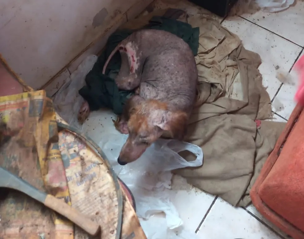 Homem é multado em R$ 3 mil e ainda responderá criminalmente por maus-tratos a cadela