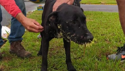 Após contato com ouriço, cachorro é resgatado com espinhos na cabeça e focinho, em Presidente Prudente