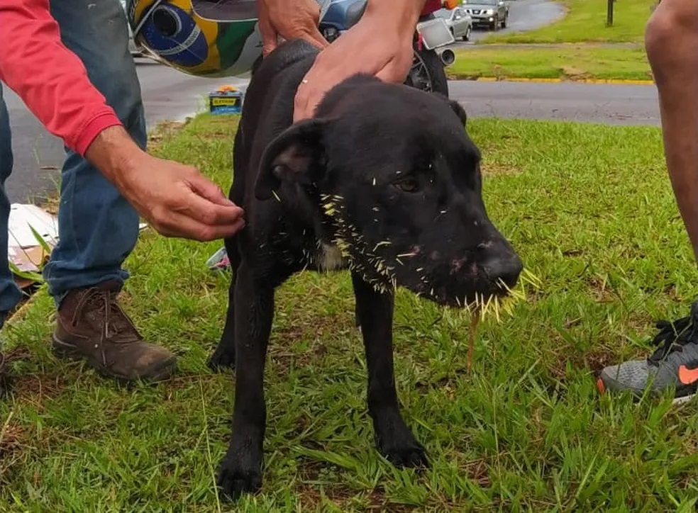 Após contato com ouriço, cachorro é resgatado com espinhos na cabeça e focinho, em Presidente Prudente