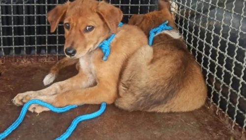 Idoso é multado em R$ 6,5 mil por maus-tratos a dois cães e manter ave em cativeiro, em Dracena