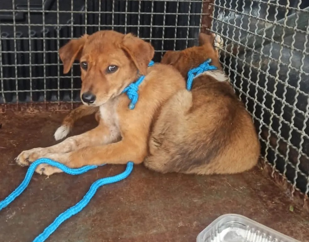 Idoso é multado em R$ 6,5 mil por maus-tratos a dois cães e manter ave em cativeiro, em Dracena