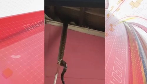Ninho de cobras gigantes é encontrado em teto de imóvel