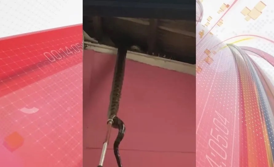 Ninho de cobras gigantes é encontrado em teto de imóvel