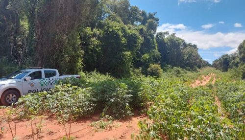 Homem é multado em mais de R$ 11 mil pelo corte de vegetação nativa para plantio de mandioca, em Rancharia