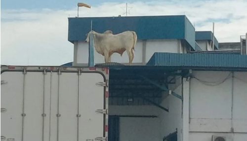 Boi é flagrado em cima de telhado de frigorífico em Lençóis Paulista