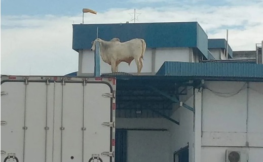 Boi é flagrado em cima de telhado de frigorífico em Lençóis Paulista