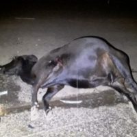 Acidente Com Bois Dracena 1