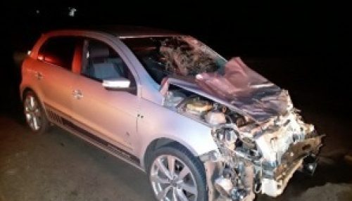 Motorista atropela dois bois na Rodovia Byron Nogueira, em Dracena