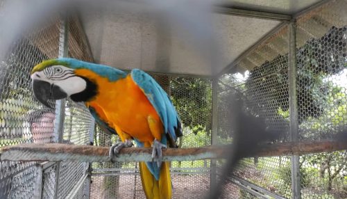 Em Adamantina, idoso é multado em R$ 5 mil e responderá criminalmente por manter arara-canindé em cativeiro