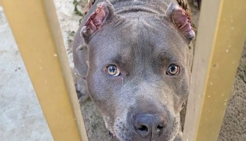 Homem é autuado em R$ 3 mil por mutilar orelhas de cachorro