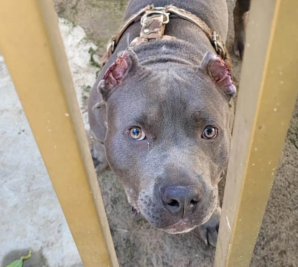 Homem é autuado em R$ 3 mil por mutilar orelhas de cachorro