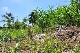 Prefeitura de Adamantina já notificou mais de 1200 proprietários de terrenos para limpeza