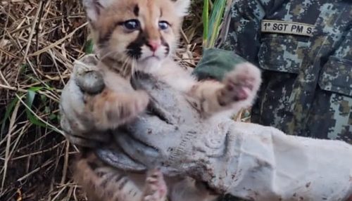 Filhote  de onça-parda, é resgatada de fazenda em Flórida Paulista