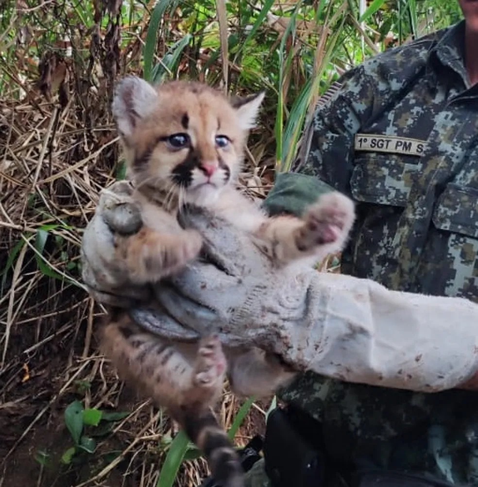 Filhote  de onça-parda, é resgatada de fazenda em Flórida Paulista
