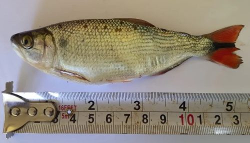 Flagrado com 21 peixes de espécie ameaçada de extinção, pescador amador é multado em R$ 1 mil