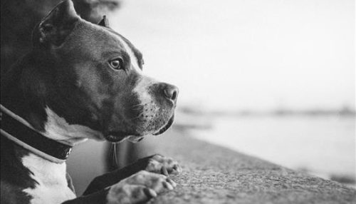 TJSP mantém condenação da Justiça em Adamantina a homem que realizava corte de orelhas de pitbulls