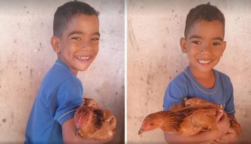 Galinha estimula desenvolvimento de menino autista no interior de SP: ‘Muito amor’, diz mãe