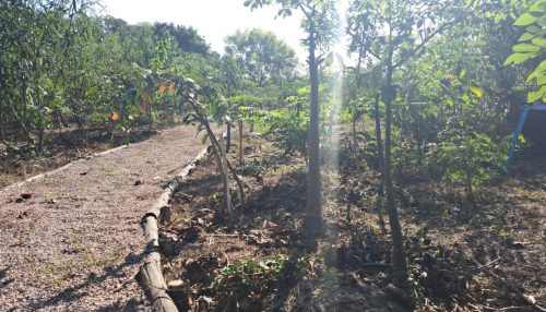 Bosque em Jundiaí será  um pulmão verde na cidade