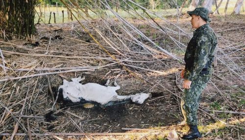 Proprietário rural é multado em R$ 48 mil por maus-tratos e morte de oito bois nelores, em Irapuru