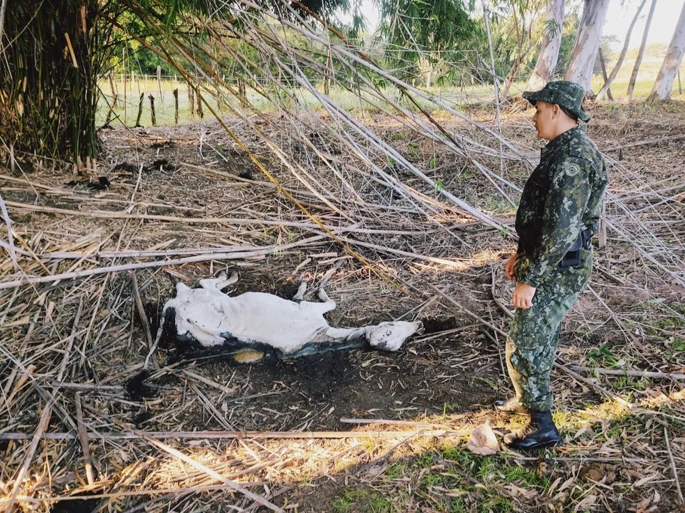 Proprietário rural é multado em R$ 48 mil por maus-tratos e morte de oito bois nelores, em Irapuru