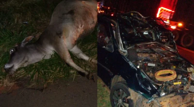 Animais na pista provoca acidente envolvendo três veículos e uma pessoa morre, na SP-425, em Rinópolis